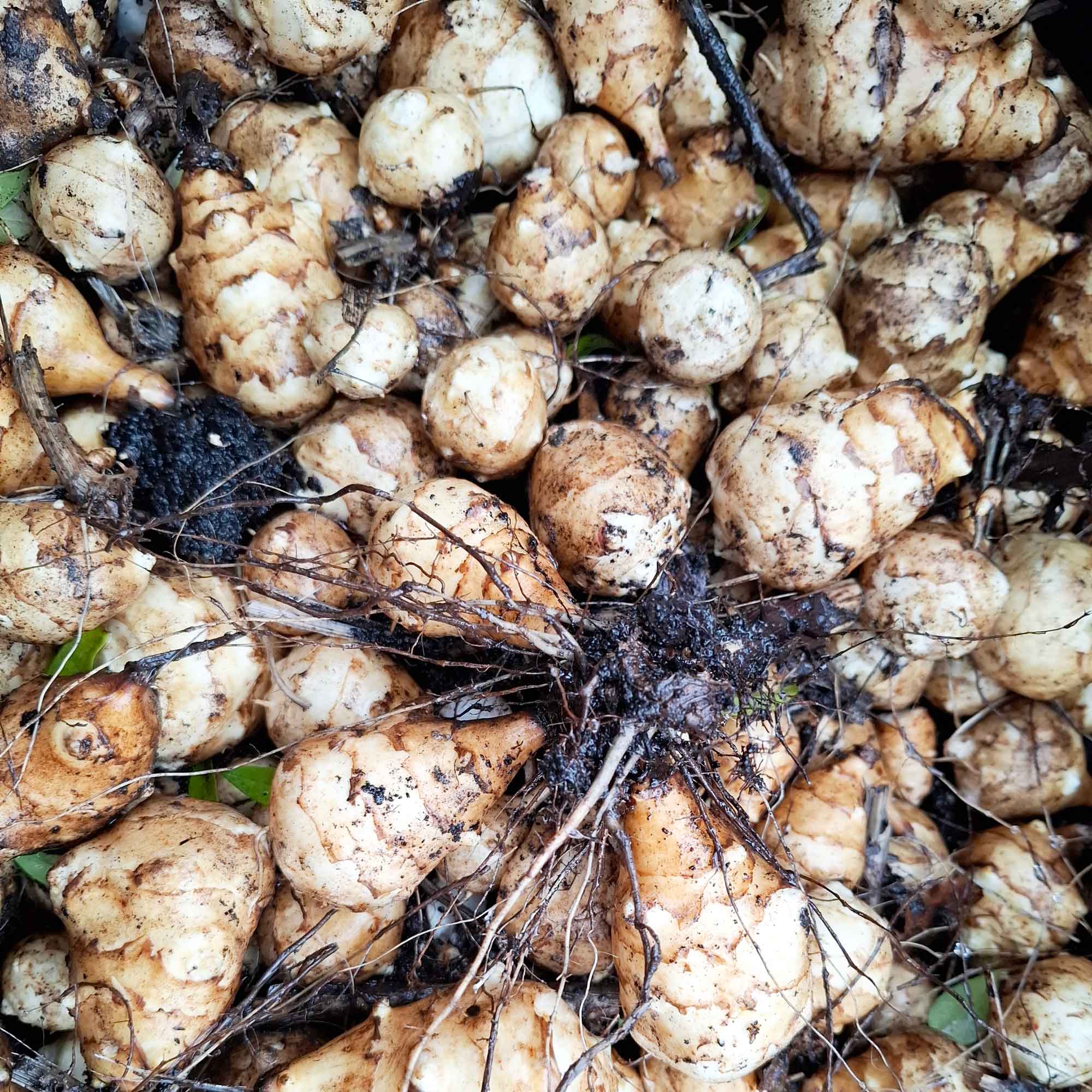 Jordskok - Helianthus tuberosus 'Urodny'