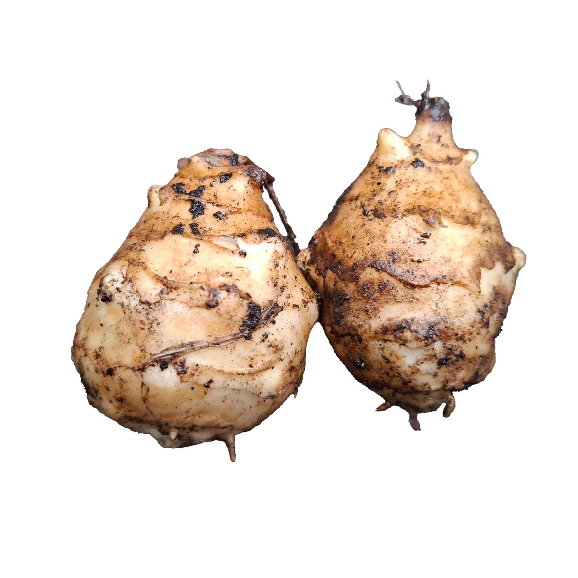 Jordskok - Helianthus tuberosus 'Urodny'