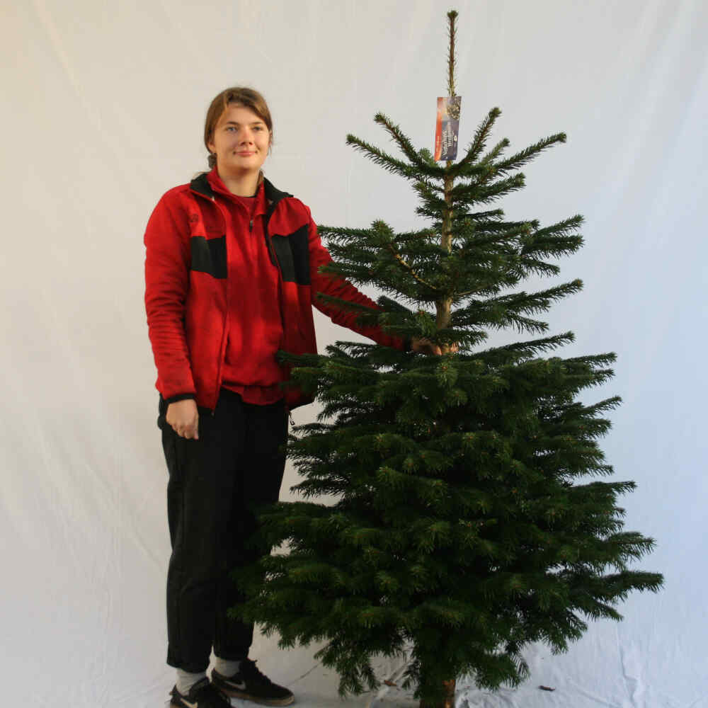 Christmas tree 175-200cm