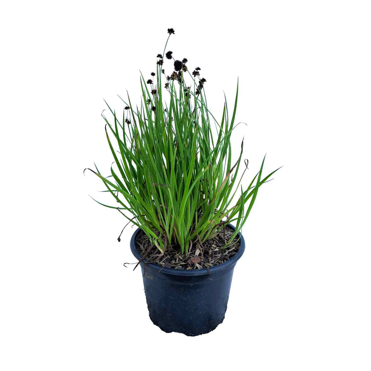 Juncus ensifolius 2L