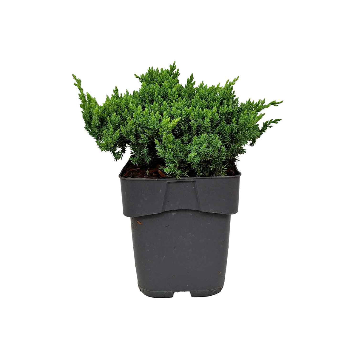 Juniperus procumbens 'Nana' C2 20-25cm