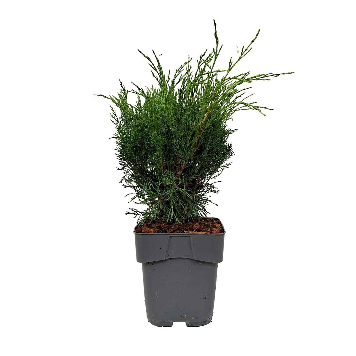 Juniperus sabina C2 20-25cm