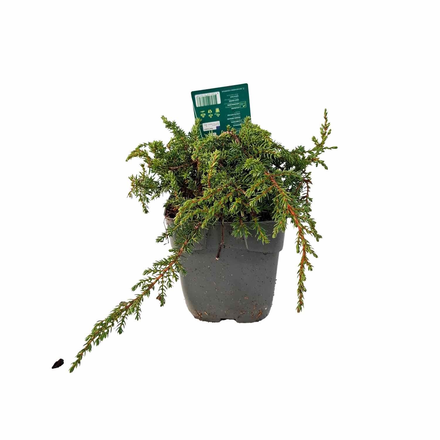 Juniperus comm. 'Green Carpet' C1