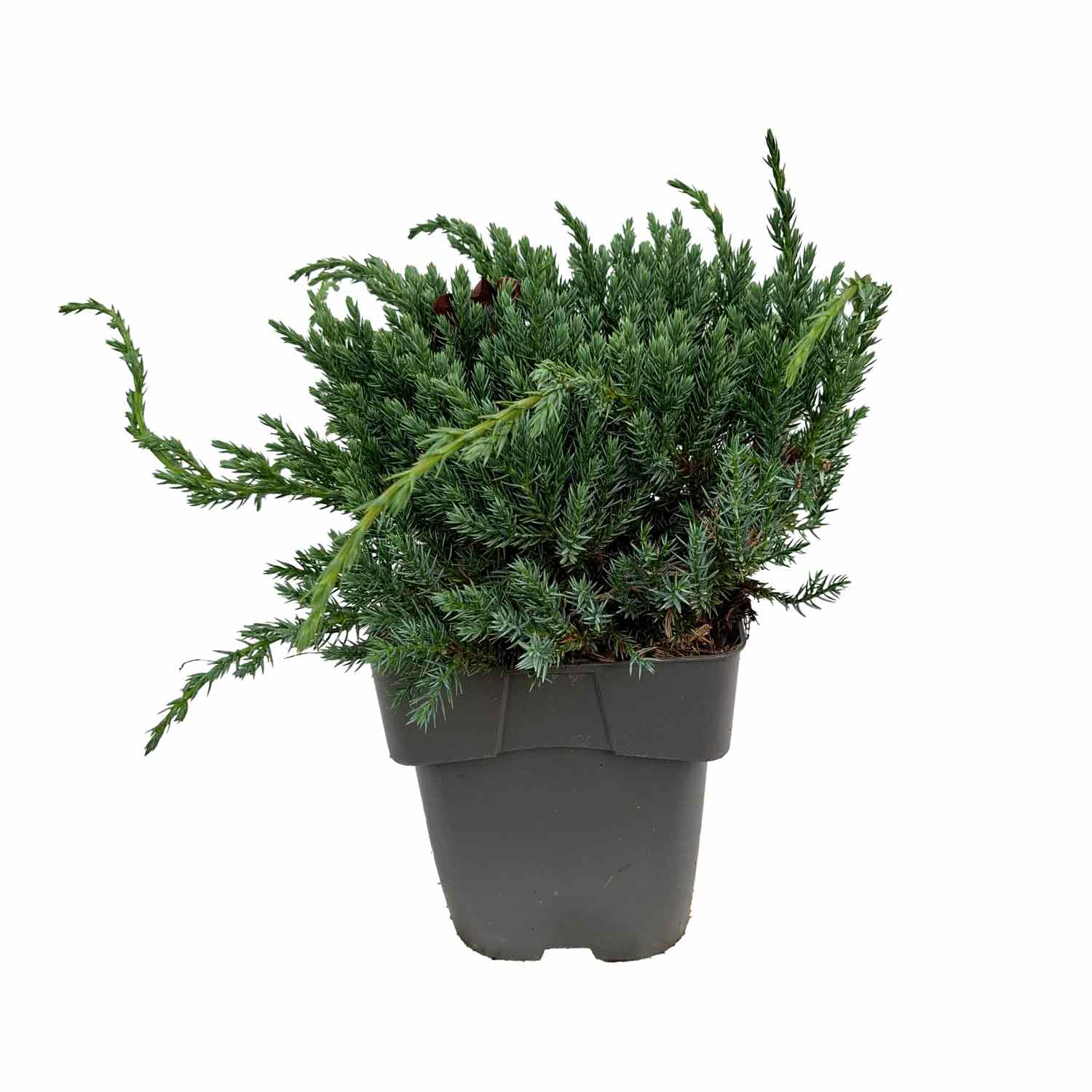 Juniperus squamata 'Blue Carpet' C2 20-25 cm