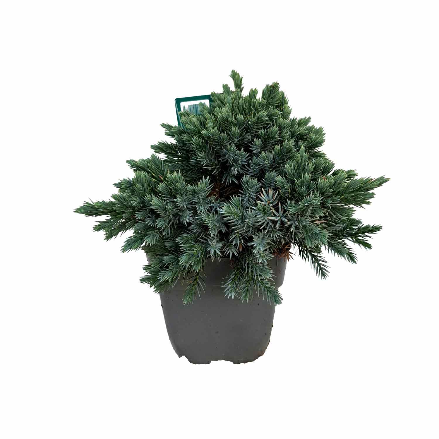 Juniperus squamata 'Blue Star' C1
