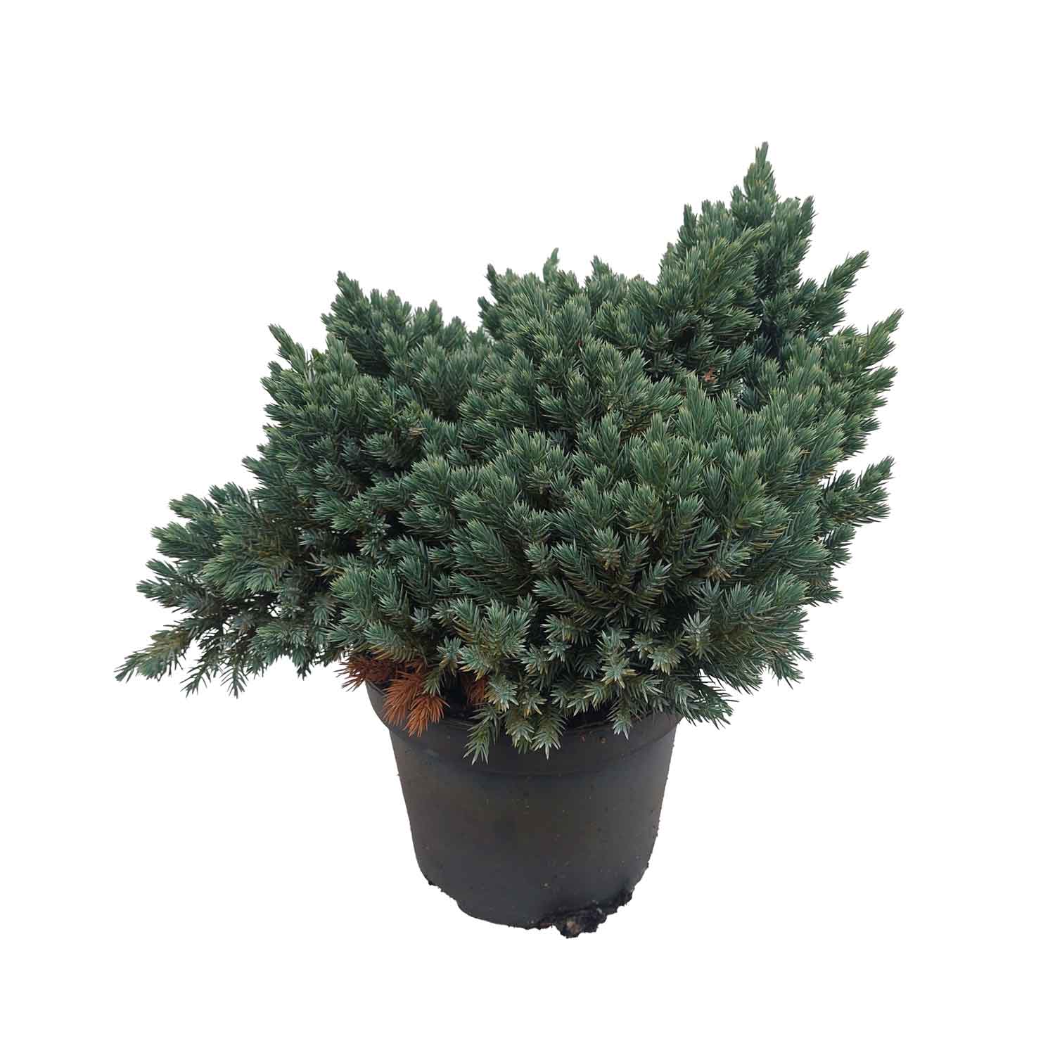 Juniperus squamata 'Blue Star' C2
