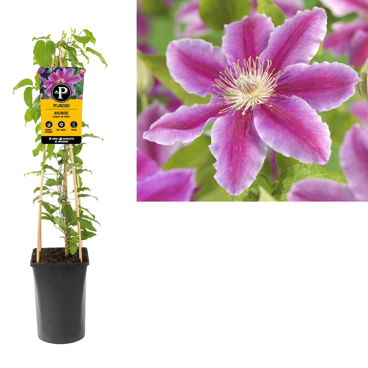 Clematis - Clematis 'Dr Ruppel' 23cm pot 115cm high