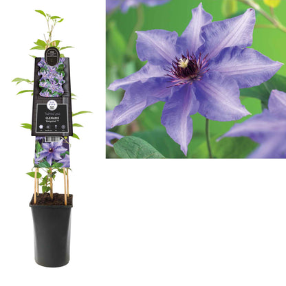 Clematis 'Konigskind' 17cm