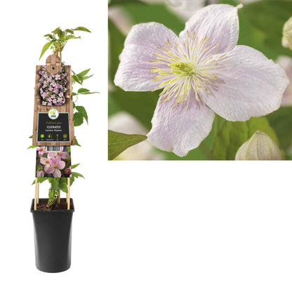 Clematis (Montana) 'Mayleen' 17cm