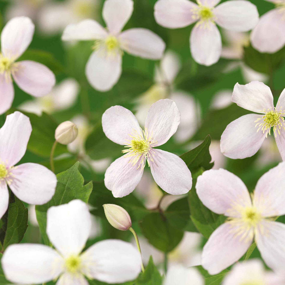 Clematis (Montana) 'Fragrant Spring' 17cm