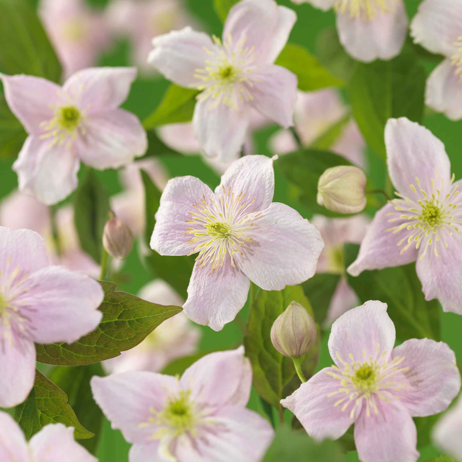 Clematis (Montana) 'Mayleen' 17cm