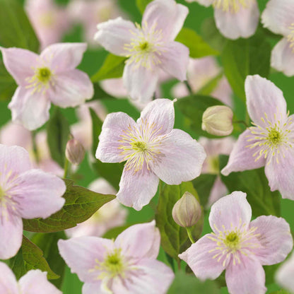 Clematis (Montana) 'Mayleen' 17cm