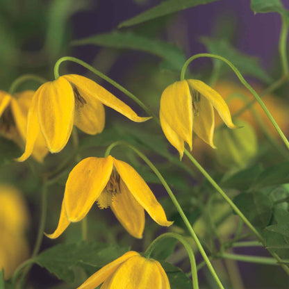 Clematis tangutica 17cm