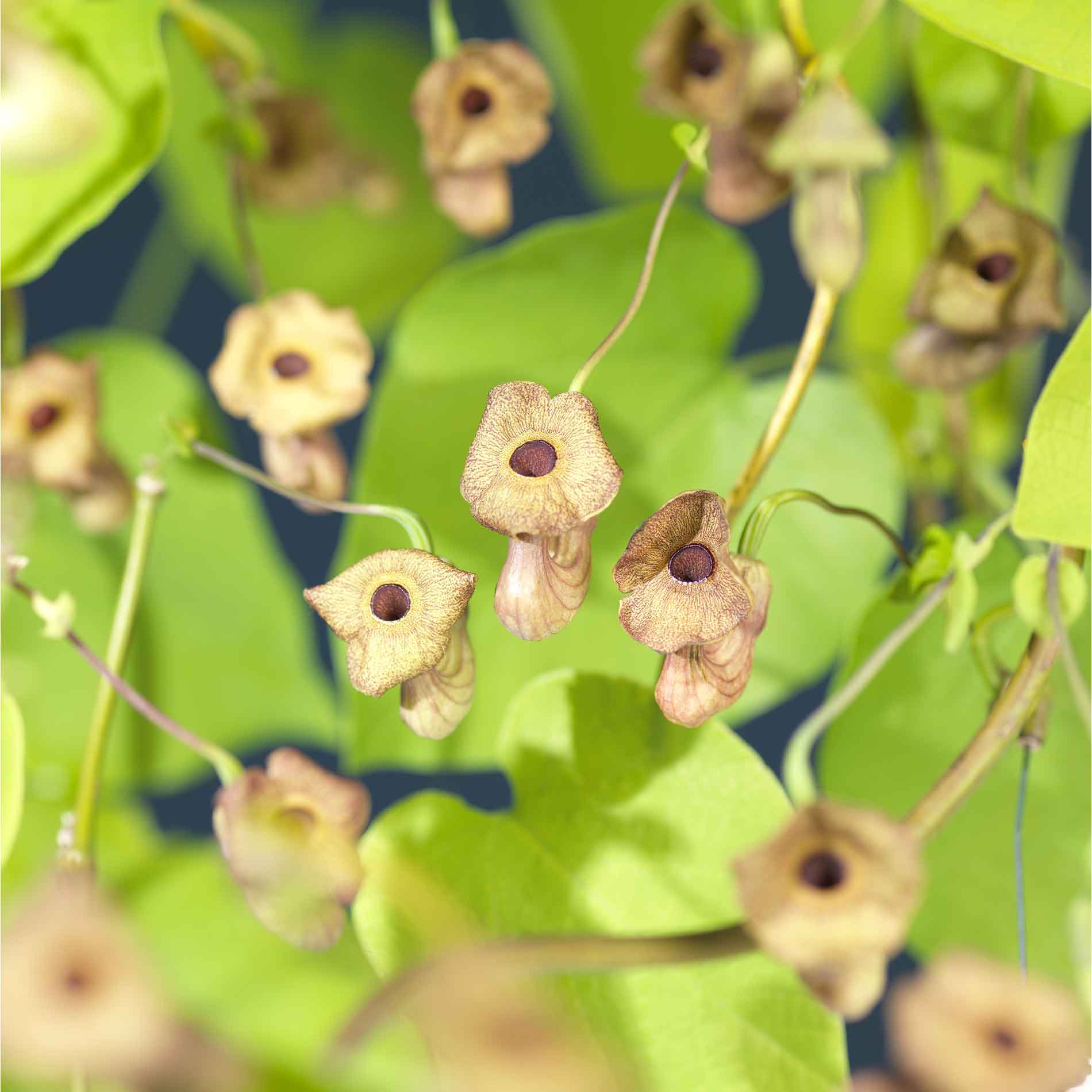Aristolochia macrophylla 150-175cm 5,5L