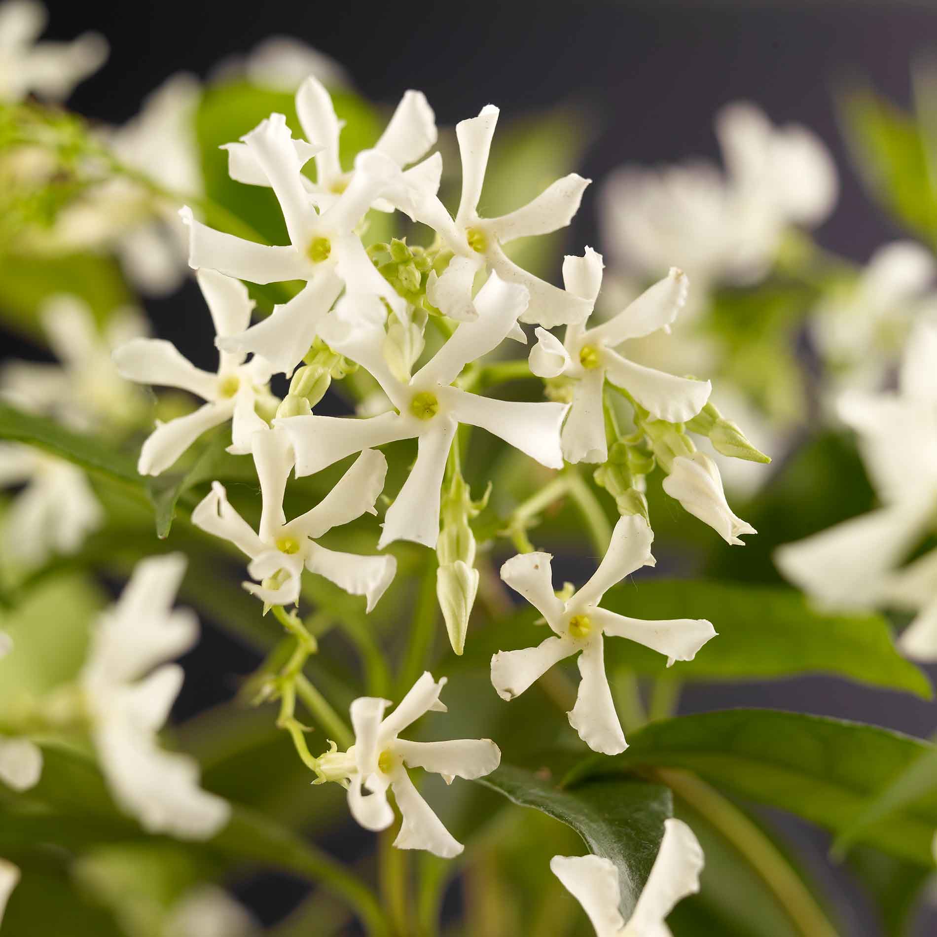 Trachelospermum jasminoides 150-175cm 5,5L