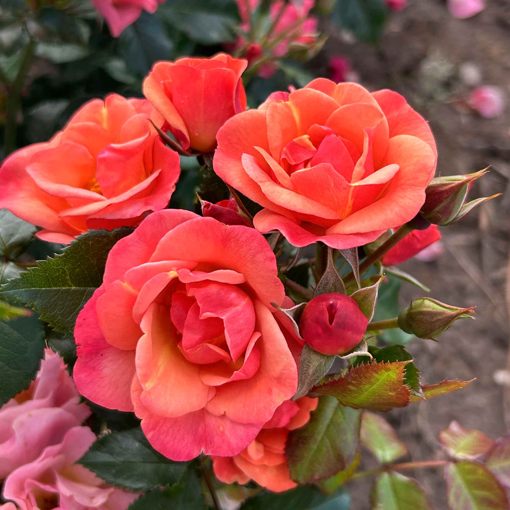 Rose Spicy
