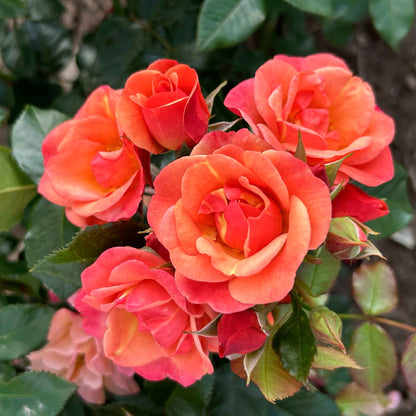 Rose Spicy
