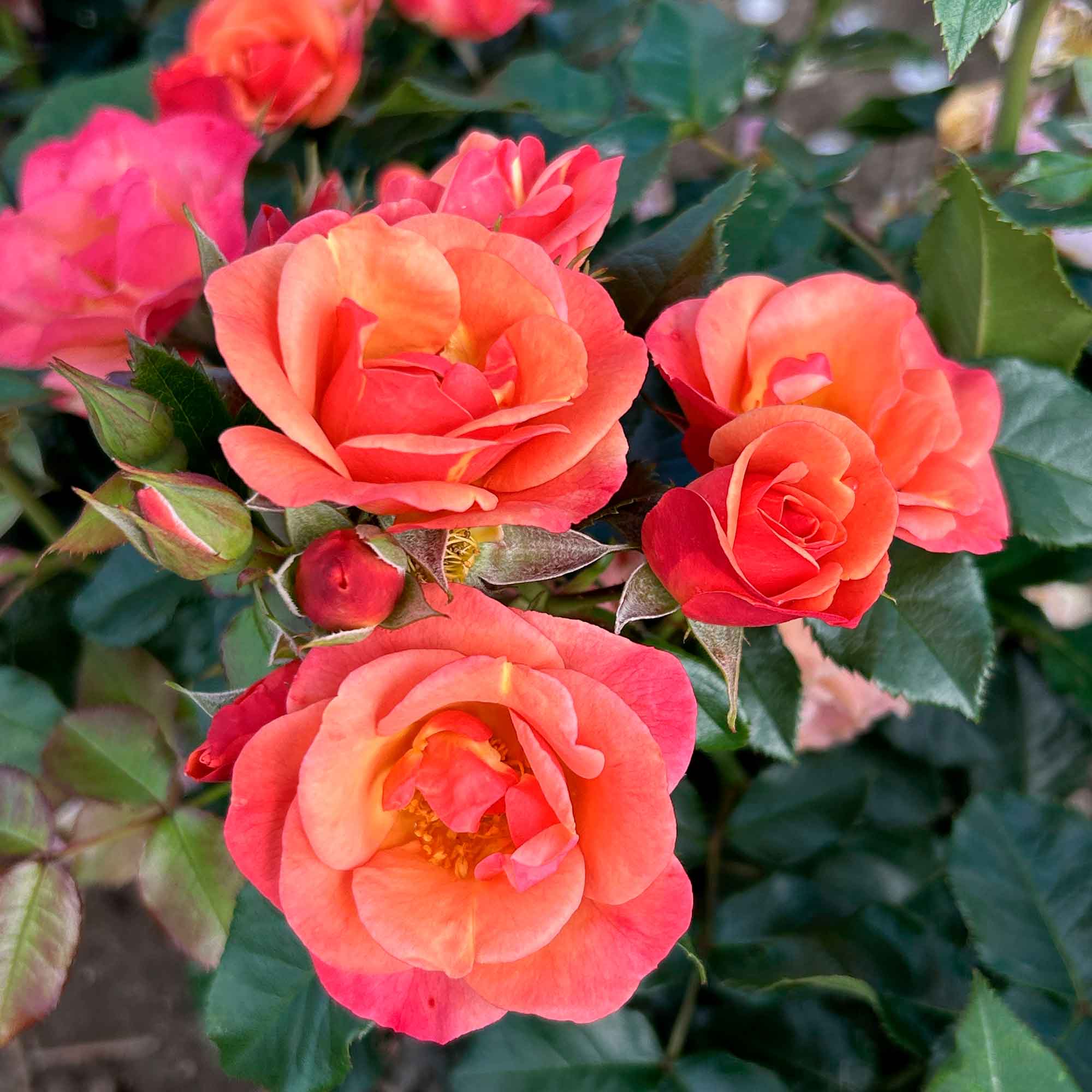 Rose Spicy