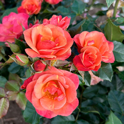 Rose Spicy