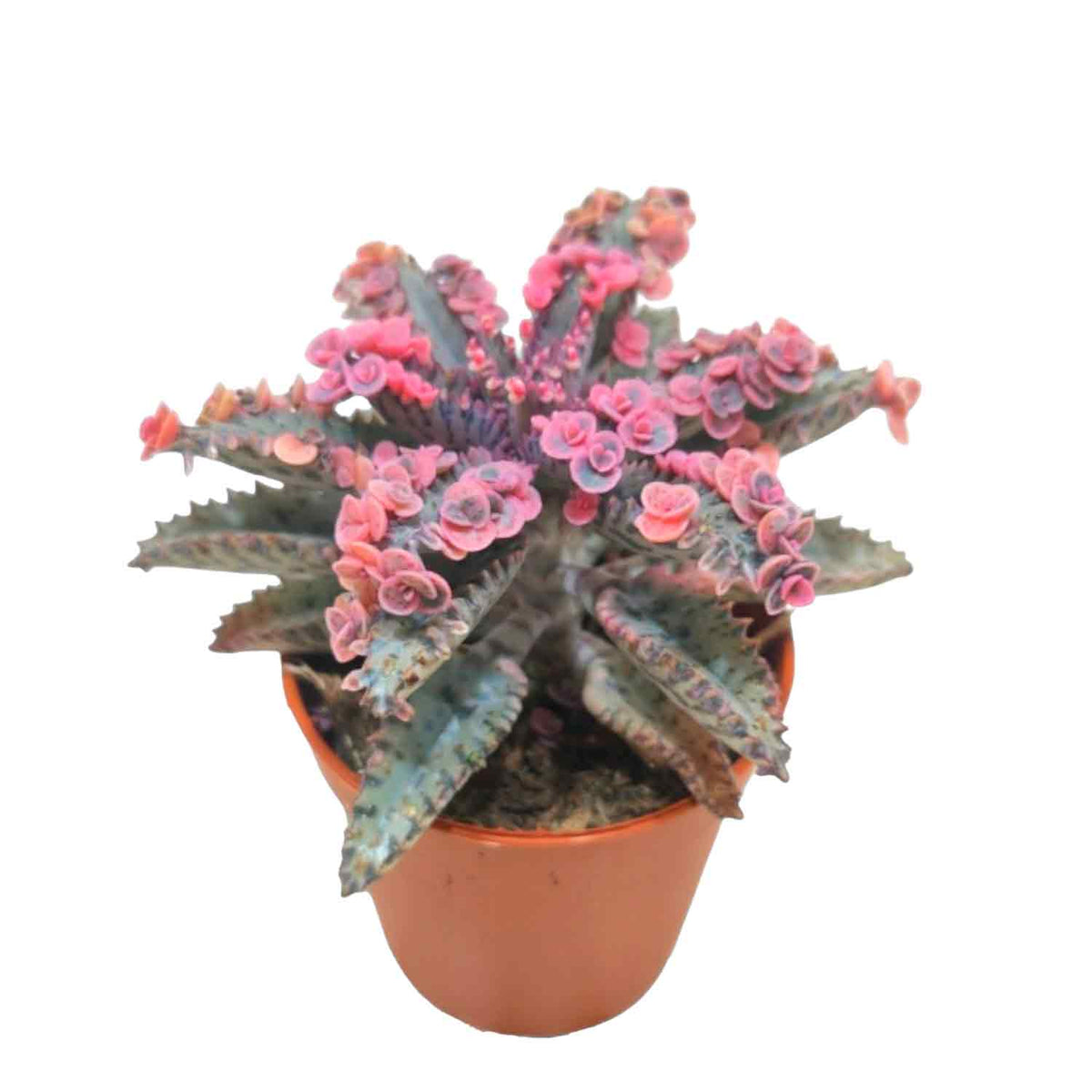 Kalanchoe Pink Butterfly 5,5cm