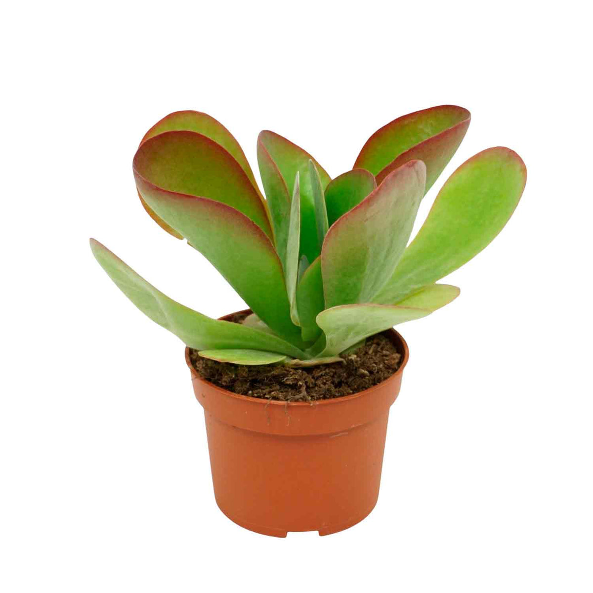 Kalanchoe thyrsiflora Red Lips 10,5cm
