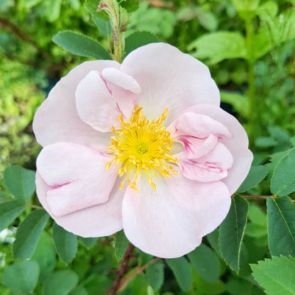 Klitrose pimpinellifolia 'Stanwell Perpetual