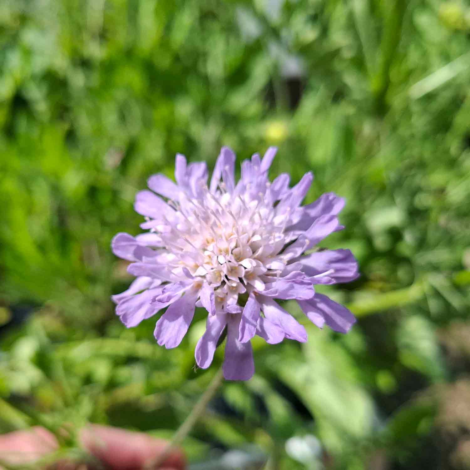 Knautia arvensis P9