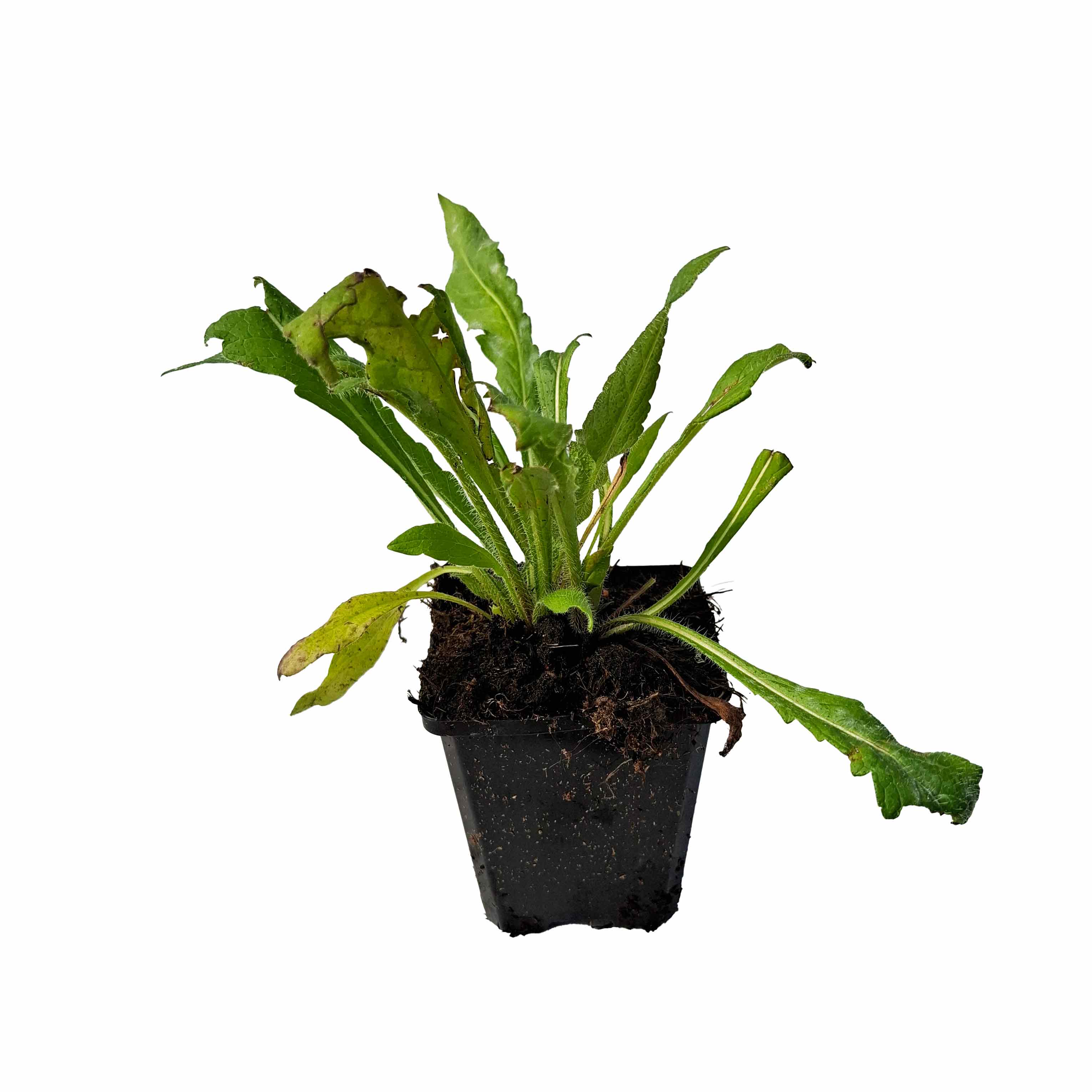 Knautia arvensis P9
