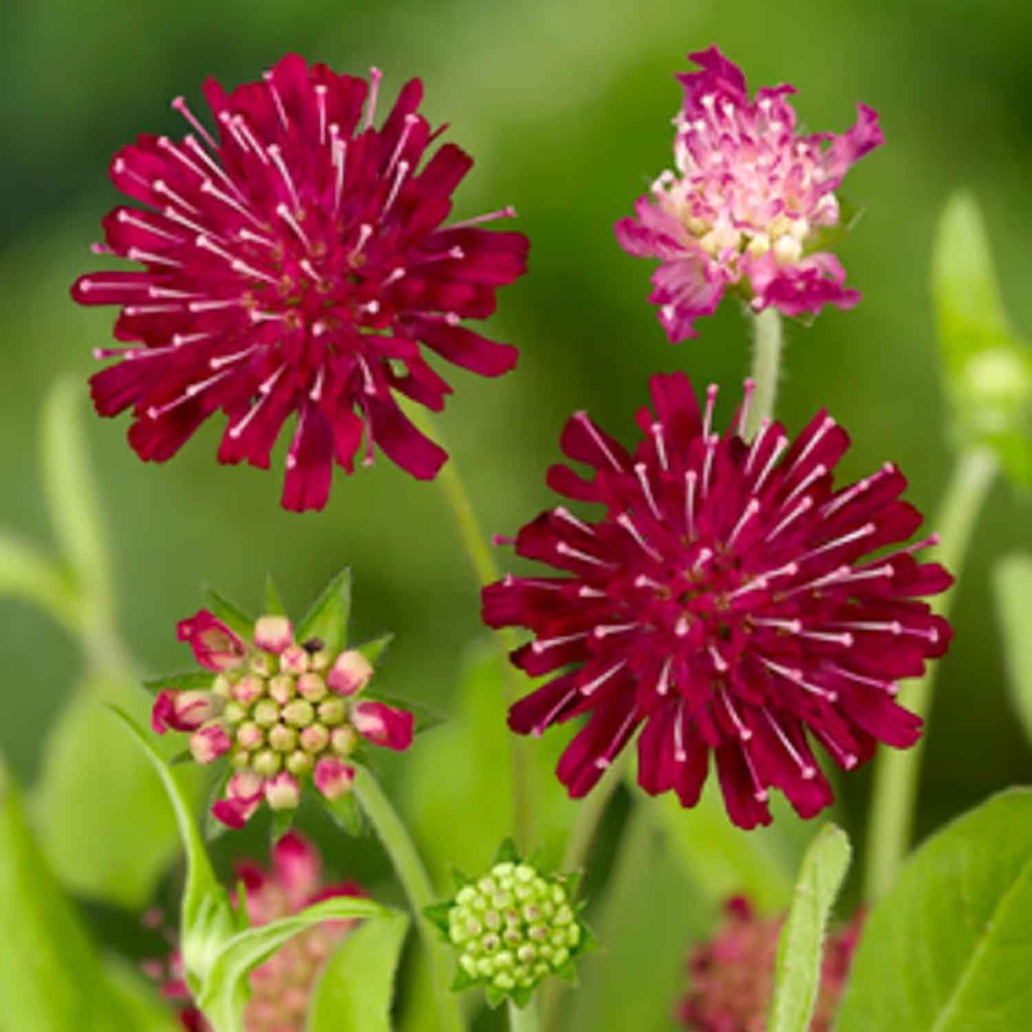 Knautia macedonica 1L