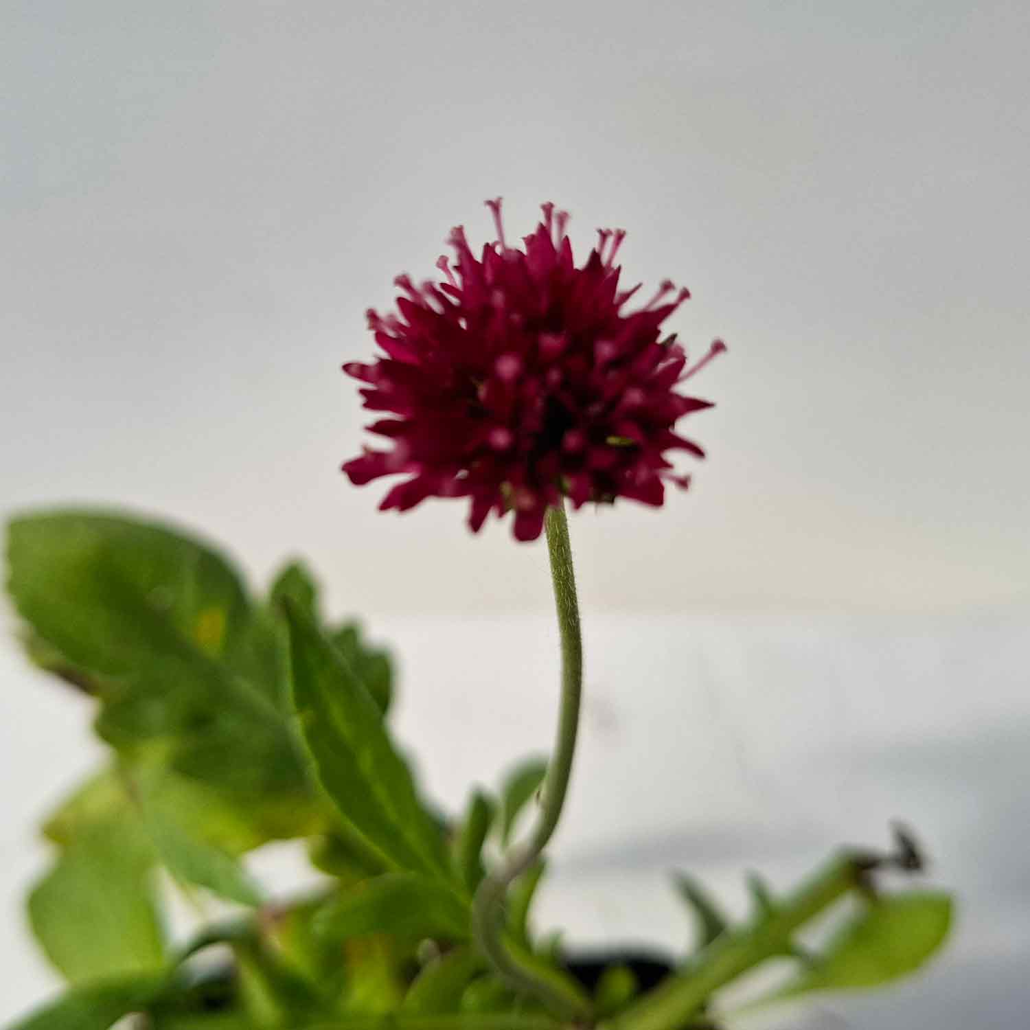 Knautia m. 'Melton Pastels' P9