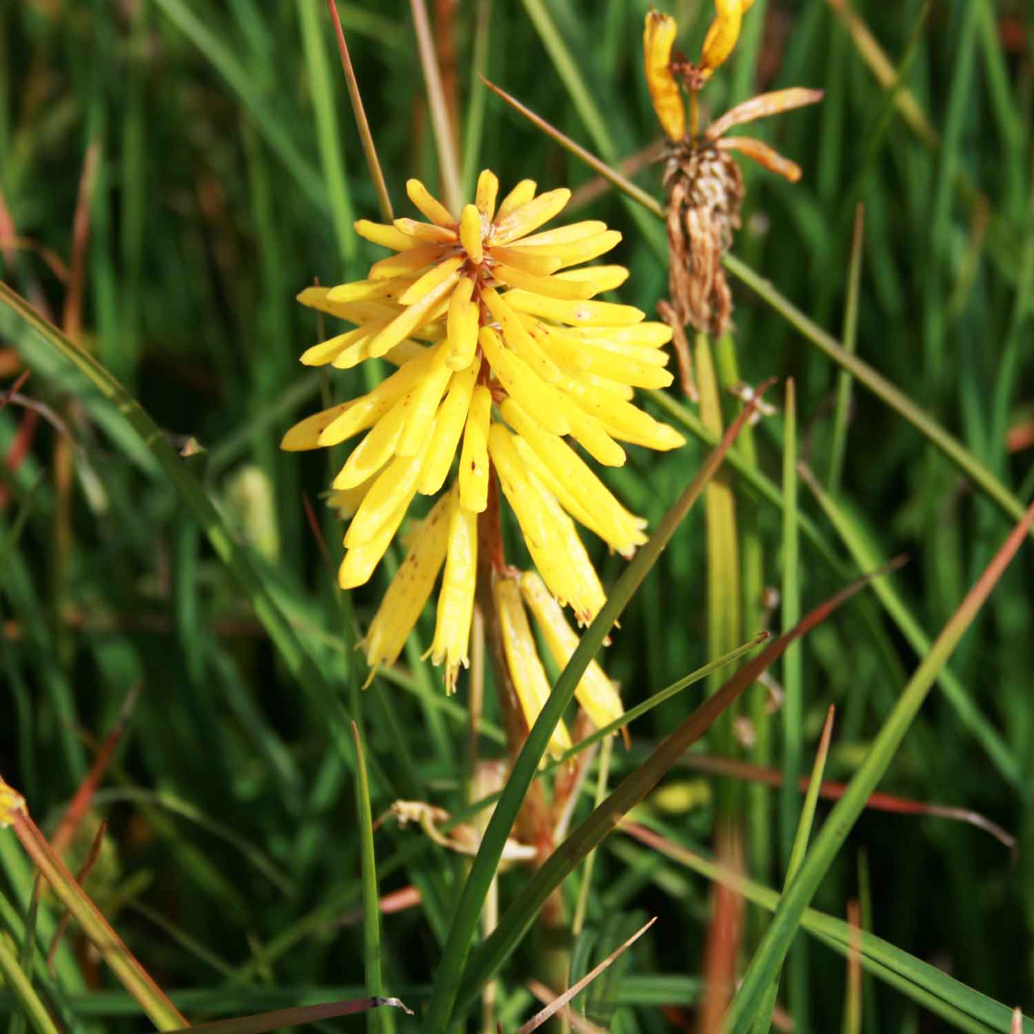 Kniphofia 'Banana Popsicle' P9