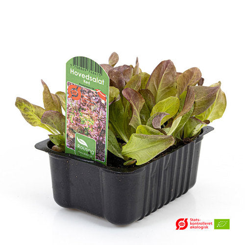 Bakker Norge Planter () Bakker Norge Planter