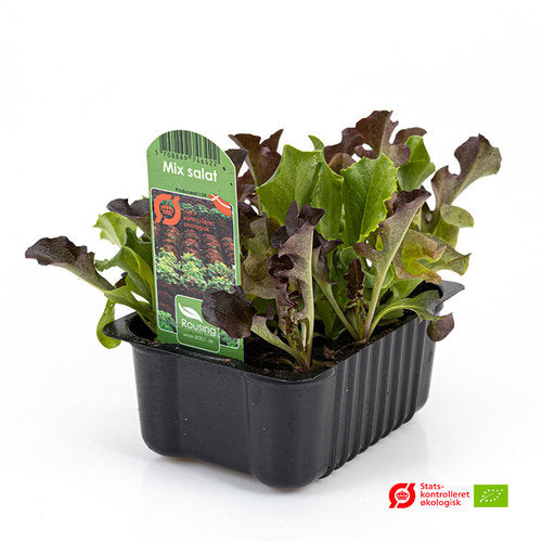 Bakker Norge Planter () Bakker Norge Planter