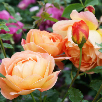 Rose 'Lady of Shalott' - (Ausnyson)