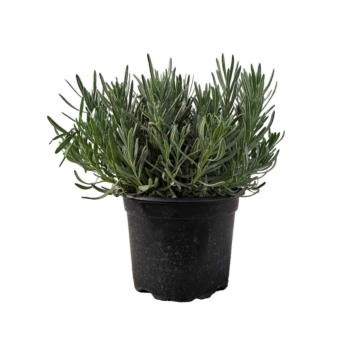 Lavandula int. 'Edelweiss' 2L
