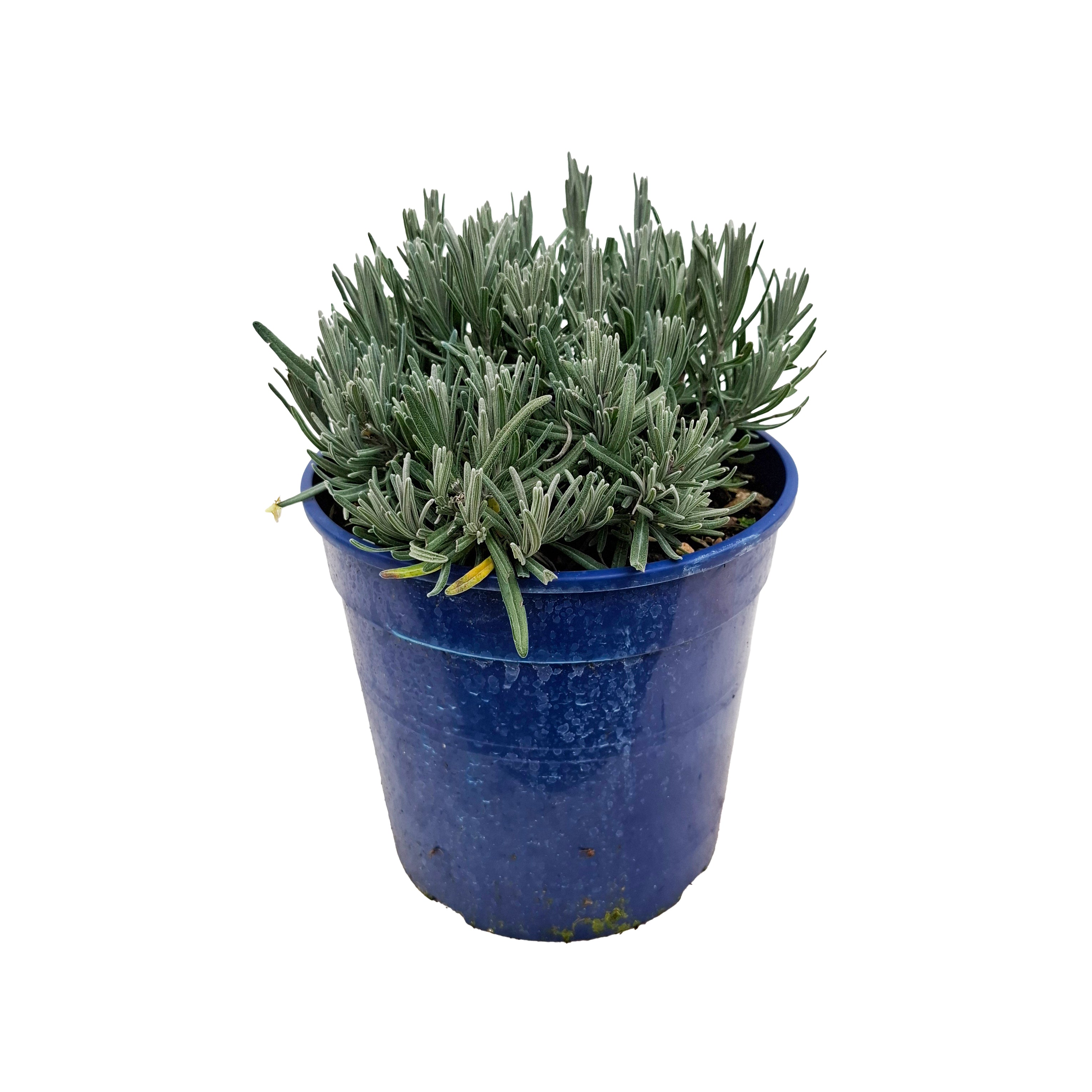 LAVANDULA MUNSTEAD BUSH D19