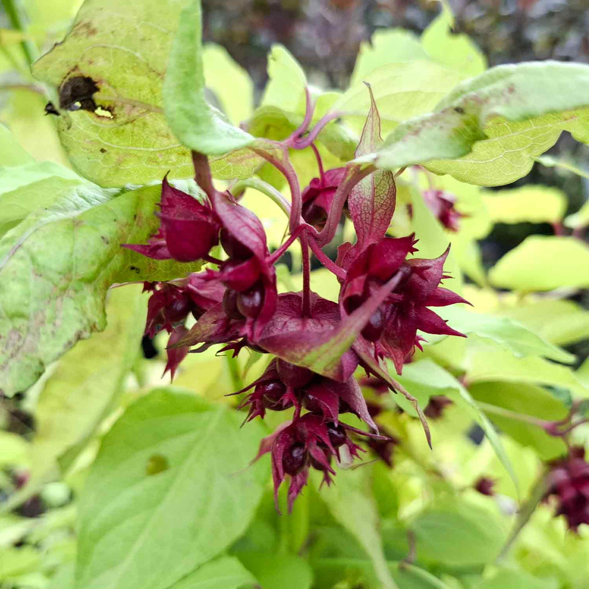 Leycesteria formosa 'Golden Lanterns' 40/50 C3
