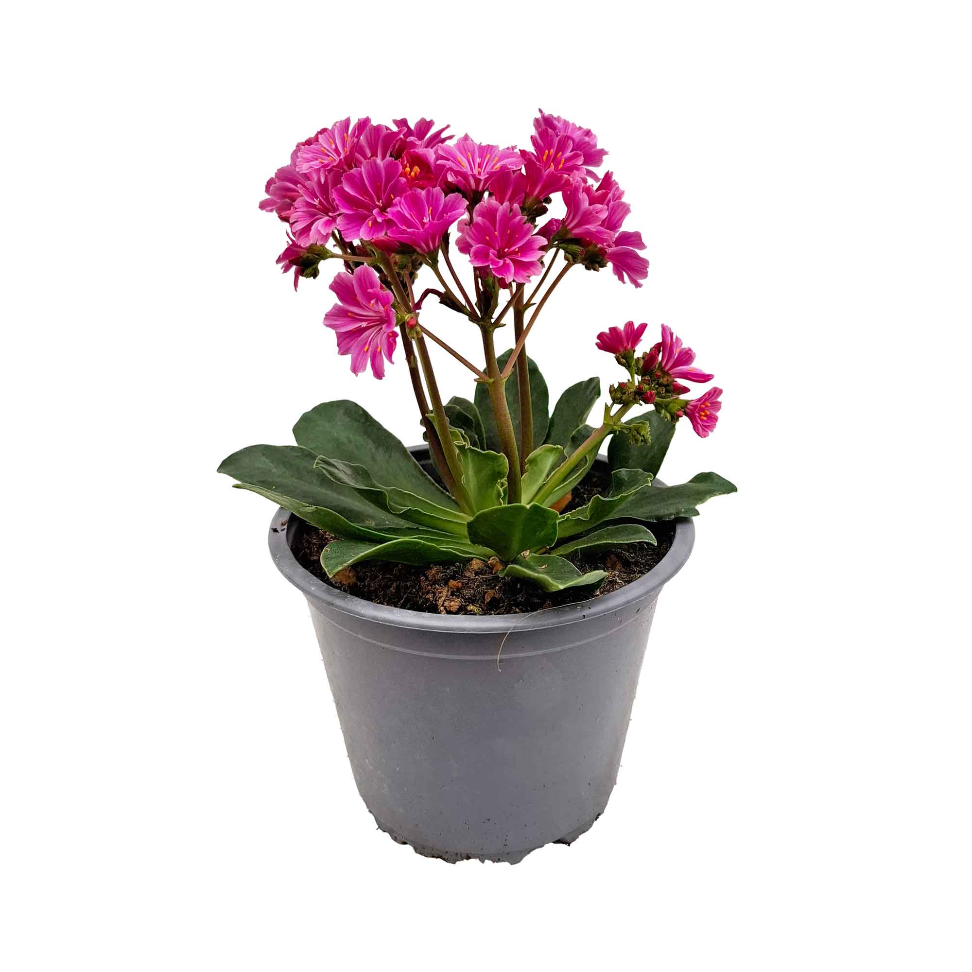 LEWISIA BUSH D14