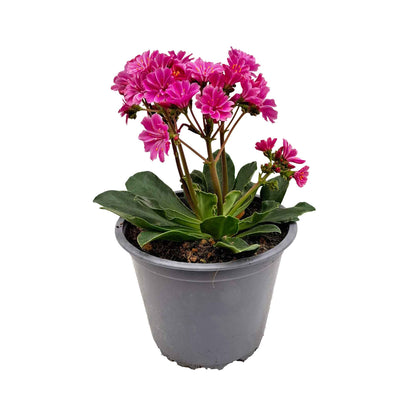 LEWISIA BUSH D14