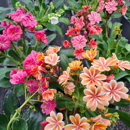 LEWISIA BUSH D14