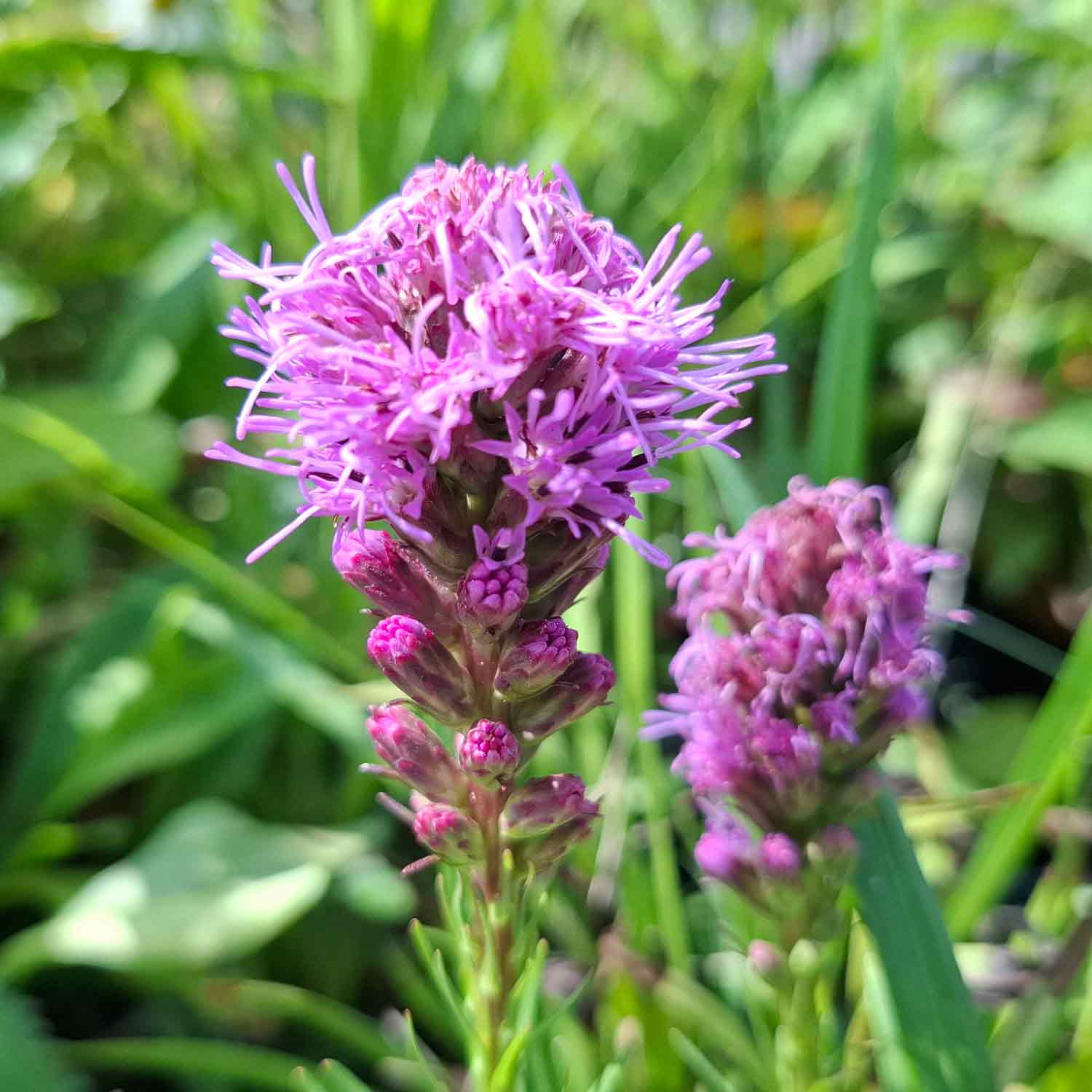 Lamp polisher - Liatris spicata 'Kobold' 11C