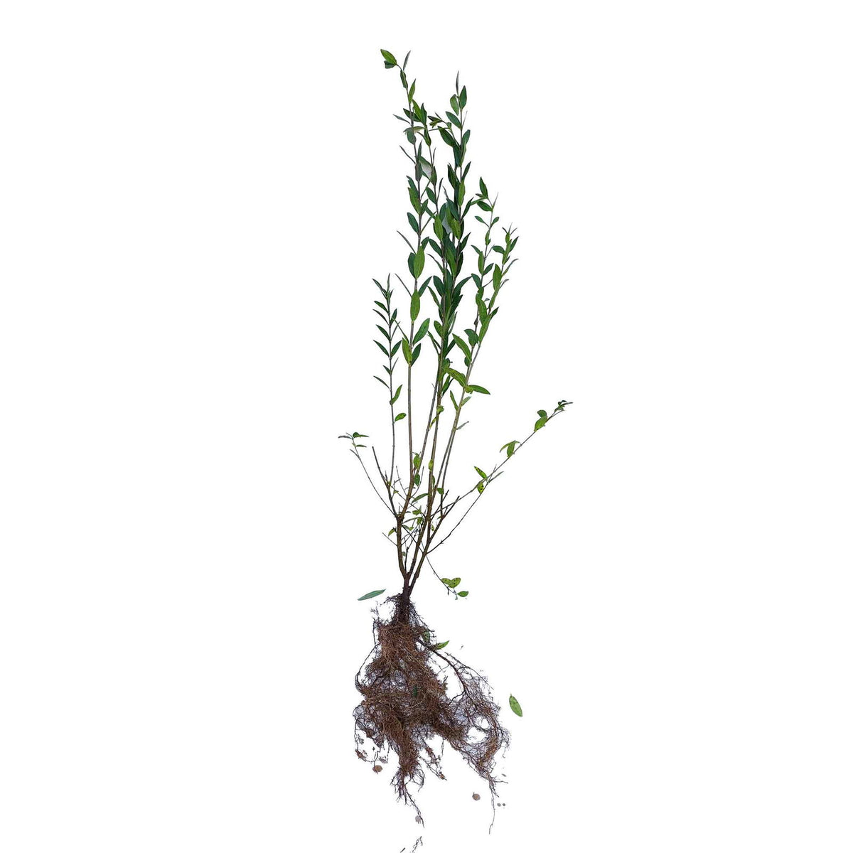 Ligusterhæk - Ligustrum vulgare 'Liga' 80-120cm 3års omplantet