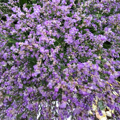Limonium latifolium P9