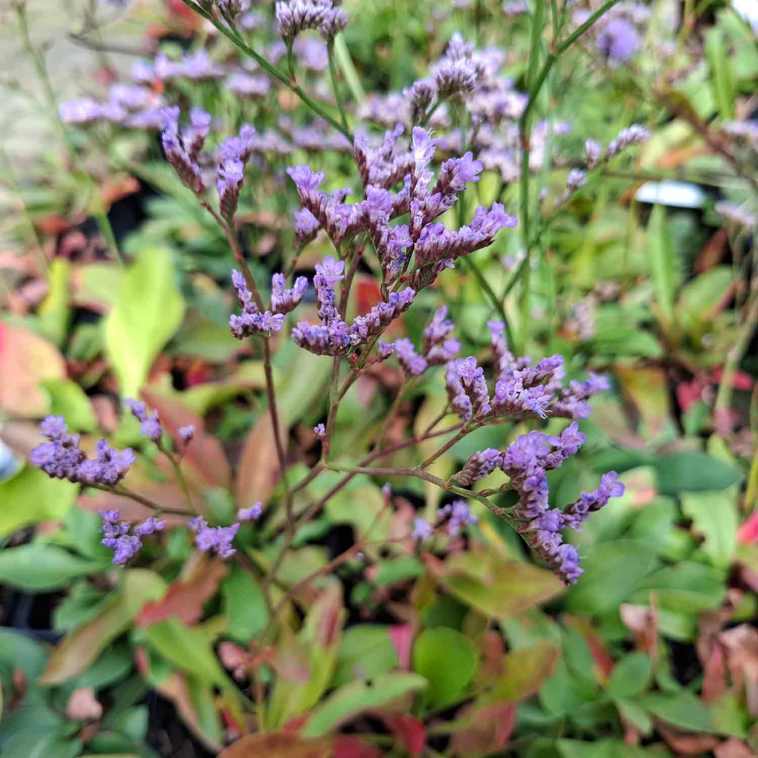 Limonium vulgare P9