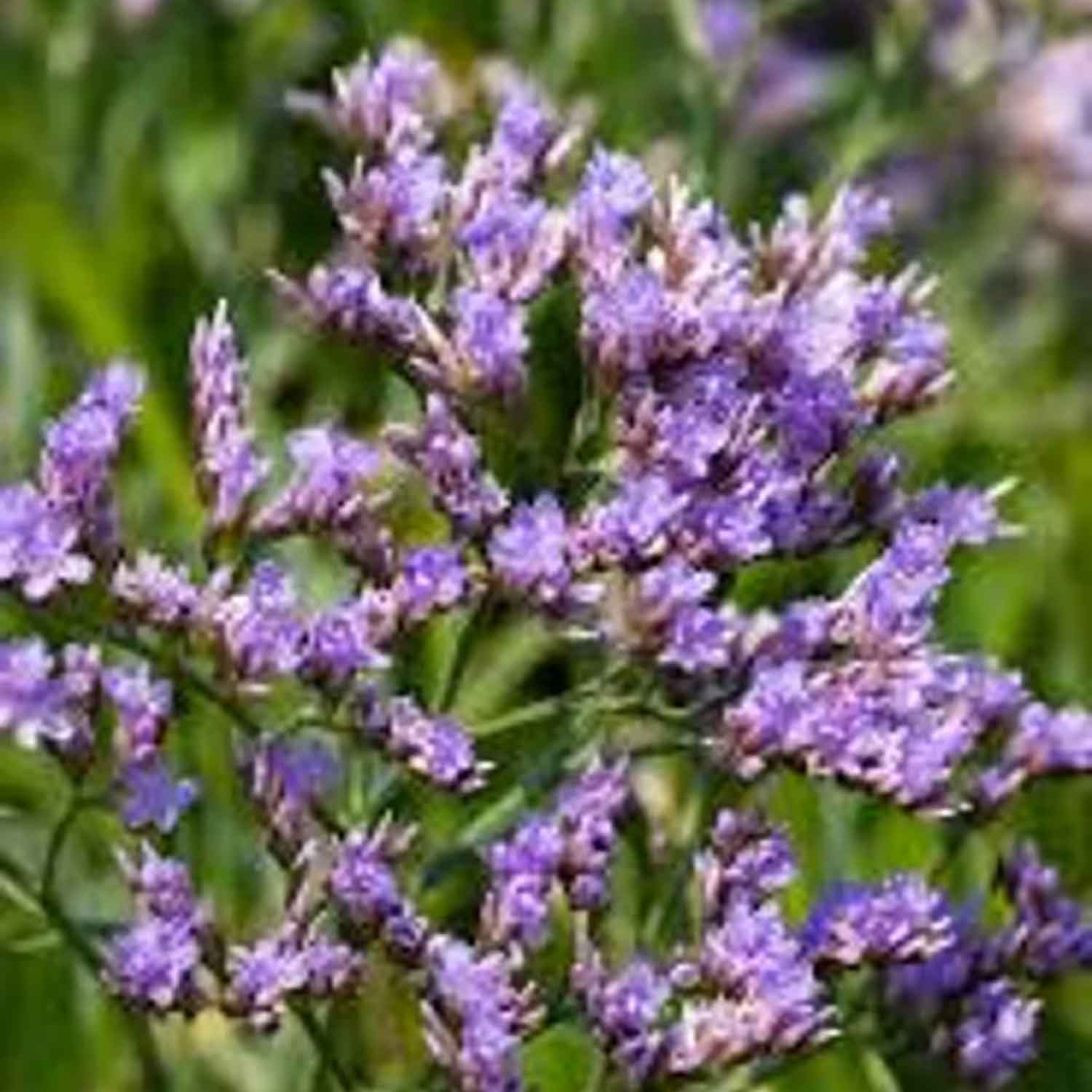 Limonium vulgare P9