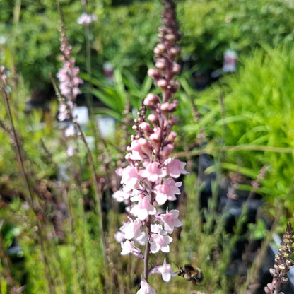 Linaria purpurea 'Canon J. Went' P9