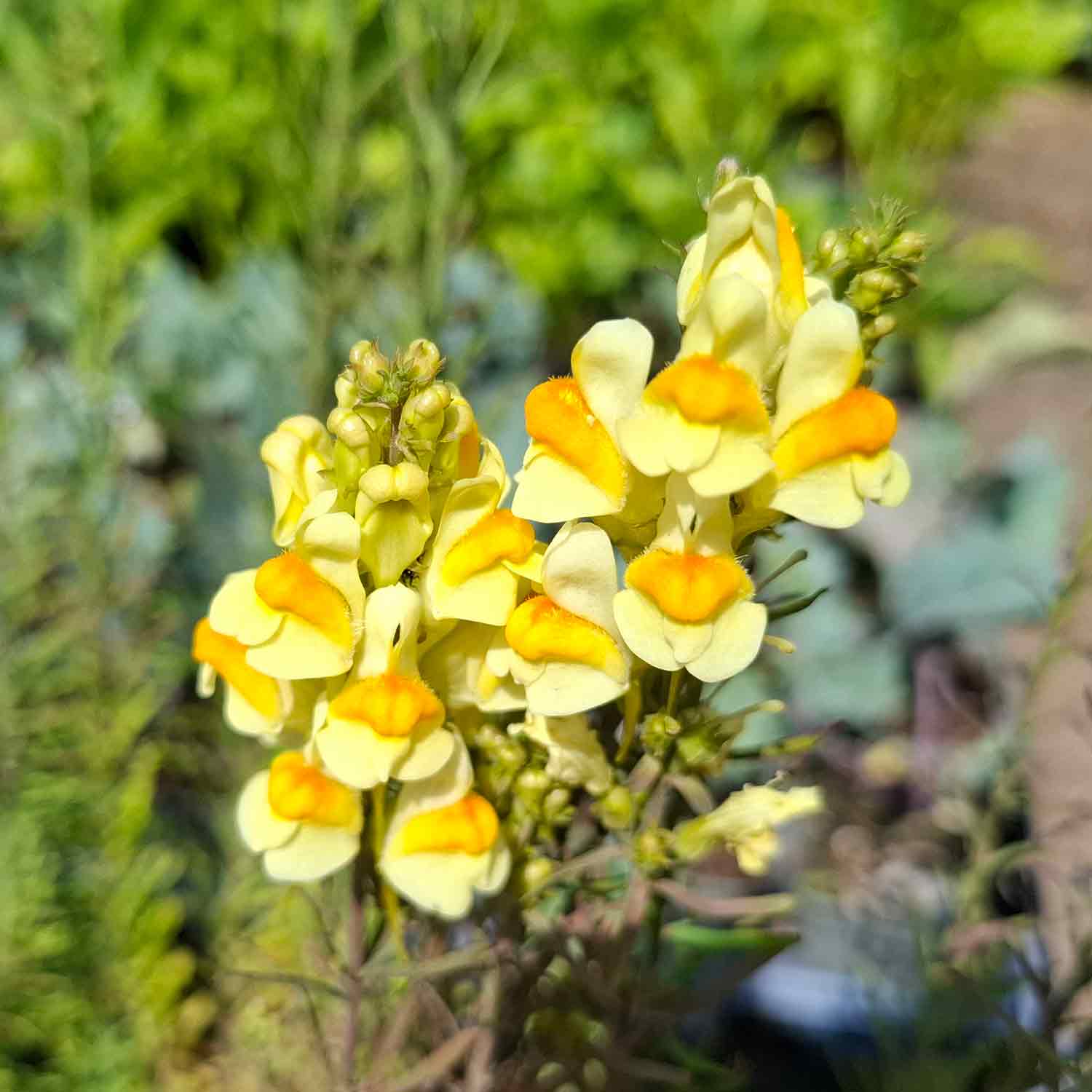Linaria vulgaris P9