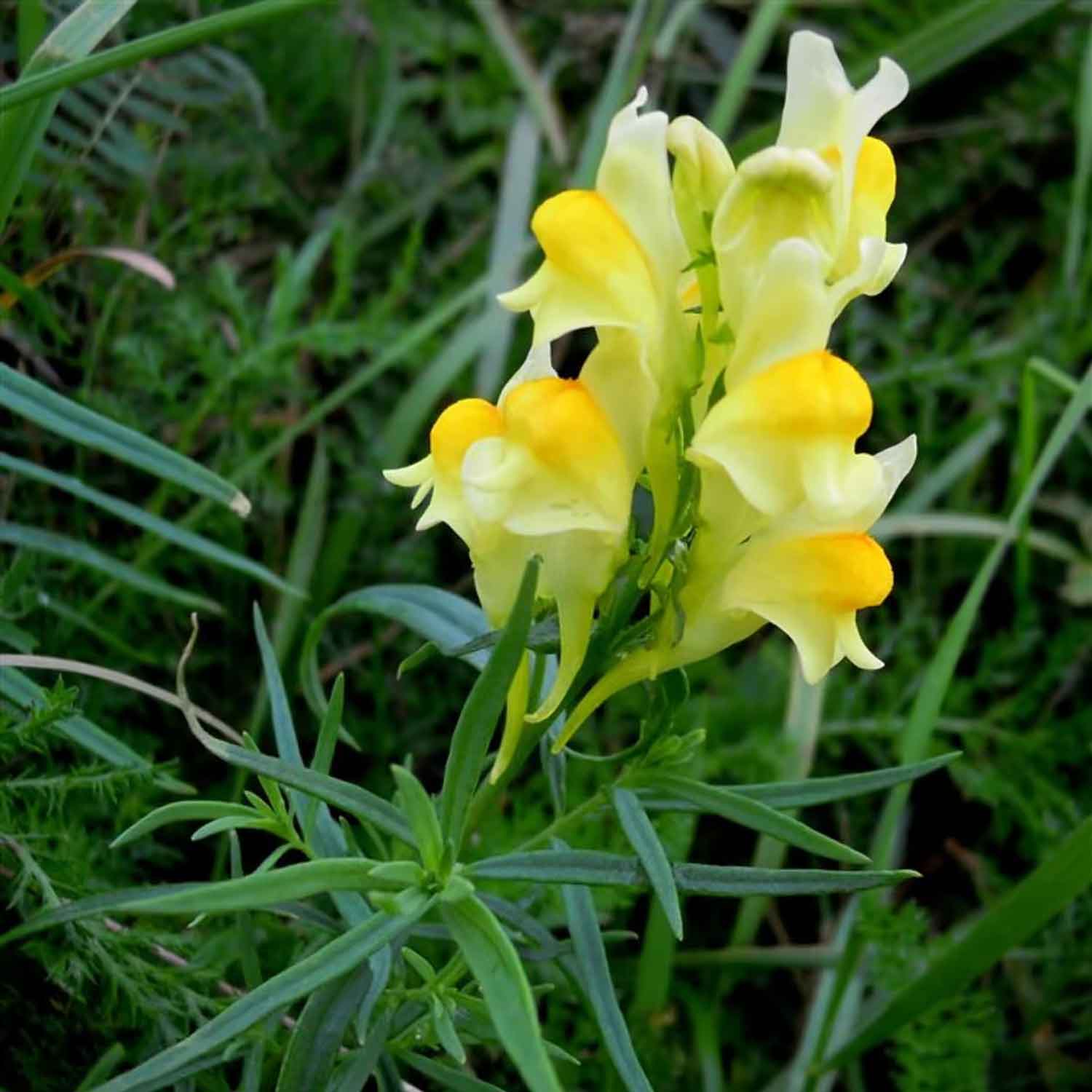 Linaria vulgaris P9