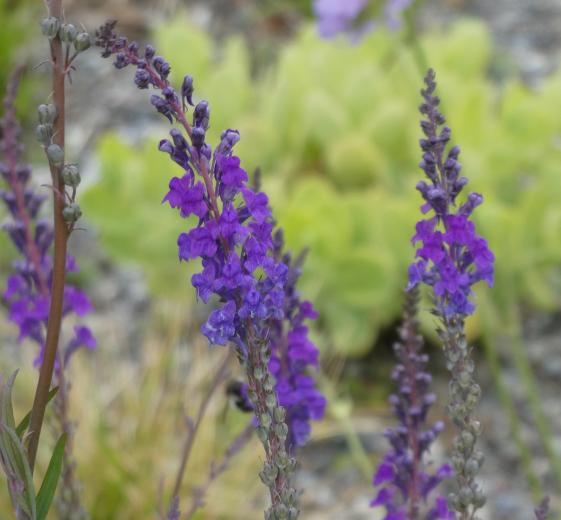 Linaria purpurea 11C