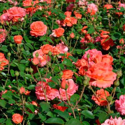 Rosa Little Drummer ADR